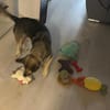 Barney, toller Mischlingsrüde