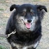 🐾 Lischen  eine besondere kleine Dreibeinerin