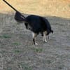 🐾 Lischen  eine besondere kleine Dreibeinerin