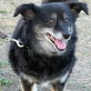🐾 Lischen  eine besondere kleine Dreibeinerin