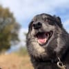 🐾 Lischen  eine besondere kleine Dreibeinerin