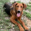 PETAR  Ein lieber Kerl mit Jagdhund-Charme
