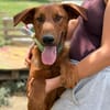 PETAR  Ein lieber Kerl mit Jagdhund-Charme