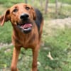 PETAR  Ein lieber Kerl mit Jagdhund-Charme