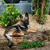Abby W ~ 3 J sucht ihren Platz als Einzel Prinzessin