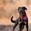 Foxy-Charakterhund sucht klare Führung