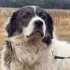 🐾 Baffi  eine entspannte Herdenschutzhündin
