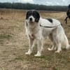 🐾 Baffi  eine entspannte Herdenschutzhündin