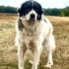 🐾 Baffi  eine entspannte Herdenschutzhündin