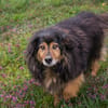 LENNOX  Vom schüchternen Tierheimhund zum echten Schmuser