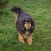 LENNOX  Vom schüchternen Tierheimhund zum echten Schmuser