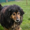 LENNOX  Vom schüchternen Tierheimhund zum echten Schmuser