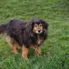 LENNOX  Vom schüchternen Tierheimhund zum echten Schmuser