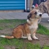 BASTI-kleiner Welpen-Rüde,großes Herz, 30 cm