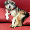 Niko - wartet in 97440 Werneck