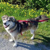Niko - wartet in 97440 Werneck