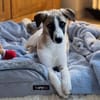 Winny sucht ein ruhiges Zuhause