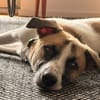 Winny sucht ein ruhiges Zuhause