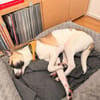 Winny sucht ein ruhiges Zuhause