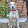 Harley sucht sein Für-immer-Zuhause