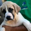 Familie für Poppy gesucht