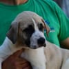 Familie für Poppy gesucht