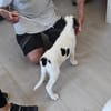 Goldiger Salvo sucht Zuhause