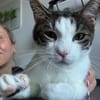 Jack, fröhlicher Schmusekater, ca. 1 Jahr
