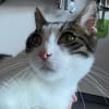 Jack, fröhlicher Schmusekater, ca. 1 Jahr