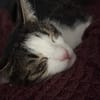 Jack, fröhlicher Schmusekater, ca. 1 Jahr