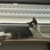 Jack, fröhlicher Schmusekater, ca. 1 Jahr