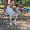 Pitufa sucht ihre Familie