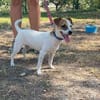 Pitufa sucht ihre Familie