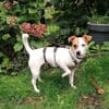 Pitufa sucht ihre Familie