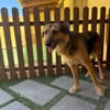 RAMBO (MARTINA)