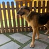 RAMBO (MARTINA)