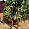 TARZAN (Animalea)