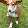 DOBBY (Maria)