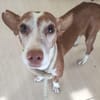 DOBBY (Maria)