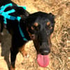DOBBY (Animalea)