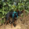 DOBBY (Animalea)
