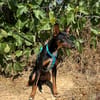 DOBBY (Animalea)