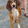 CHARLIE (France)