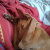 ALFIE (Maria)
