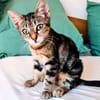 LILOU