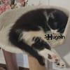 HUGOLIN