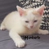 HUMBERTO