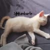 HUMBERTO