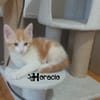 HORACIO