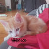 HORACIO